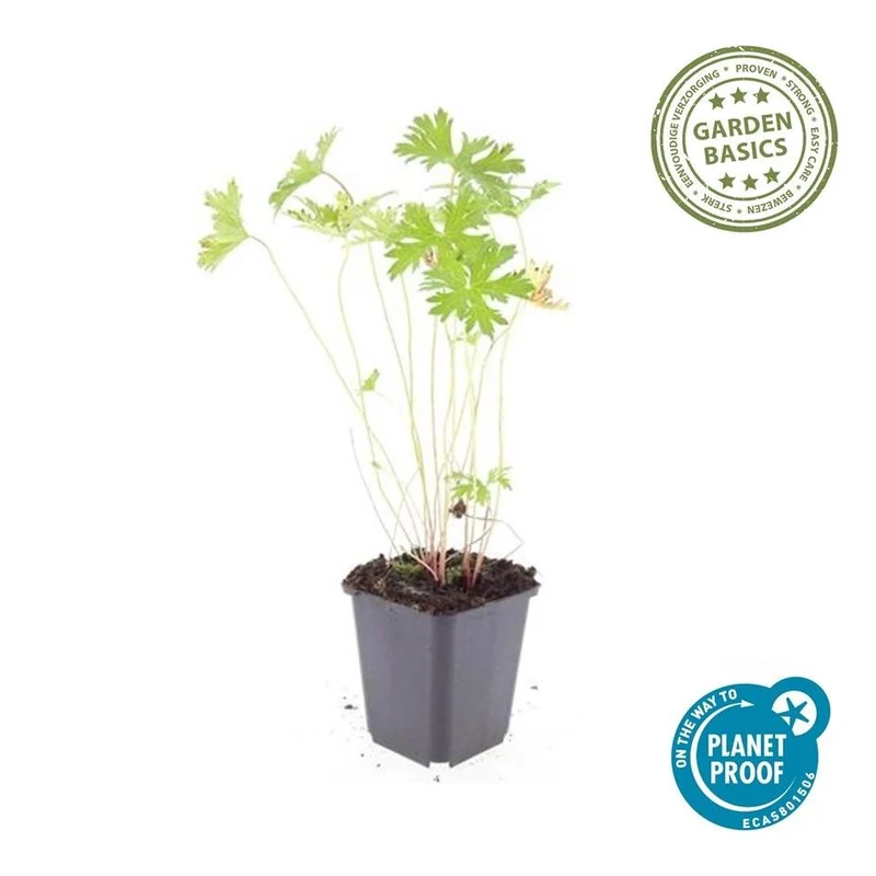 24x Blauer Storchschnabel für Beete & Flächen – Höhe 10–25 cm – Ø 9 cm Topf