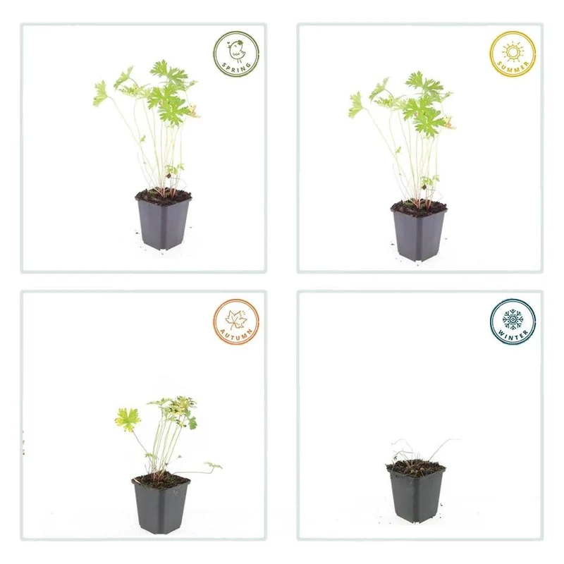 24x Blauer Storchschnabel für Beete & Flächen – Höhe 10–25 cm – Ø 9 cm Topf