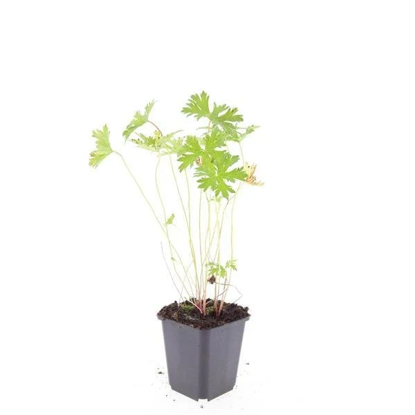24x Blauer Storchschnabel für Beete & Flächen – Höhe 10–25 cm – Ø 9 cm Topf