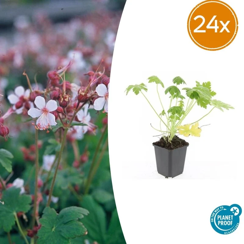 24x Geranium macr. ‘Spessart’ - Höhe 10-25 cm - Ø 9 cm