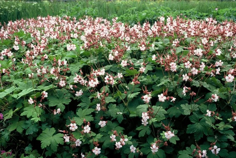 24x Geranium macr. ‘Spessart’ - Höhe 10-25 cm - Ø 9 cm