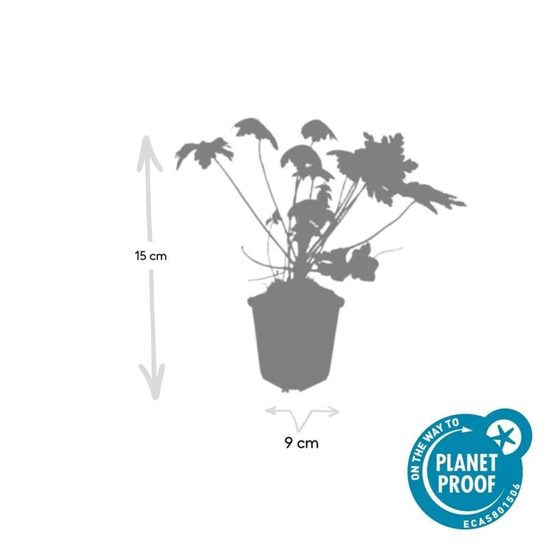 24x Geranium macr. ‘Spessart’ - Höhe 10-25 cm - Ø 9 cm