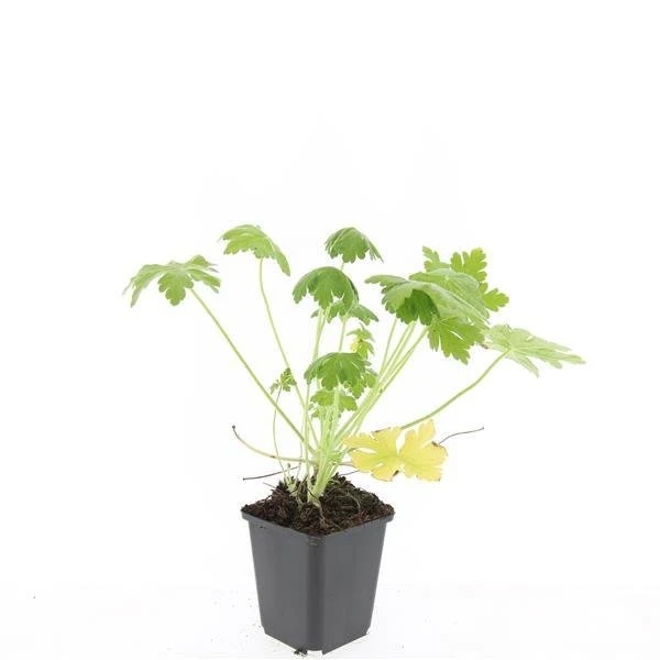 24x Geranium macr. ‘Spessart’ - Höhe 10-25 cm - Ø 9 cm