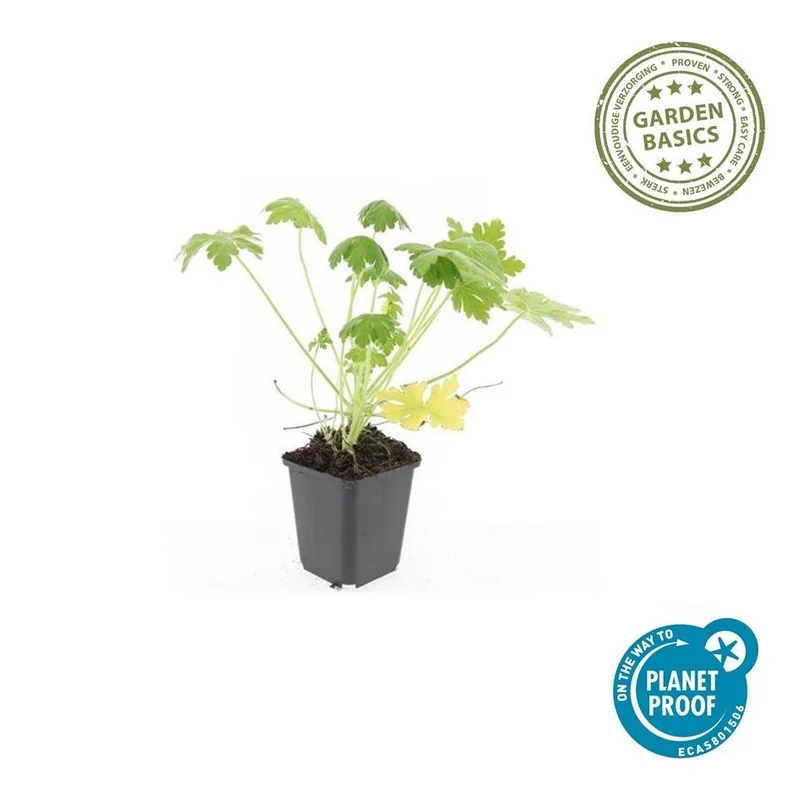 24x Geranium macr. ‘Spessart’ - Höhe 10-25 cm - Ø 9 cm