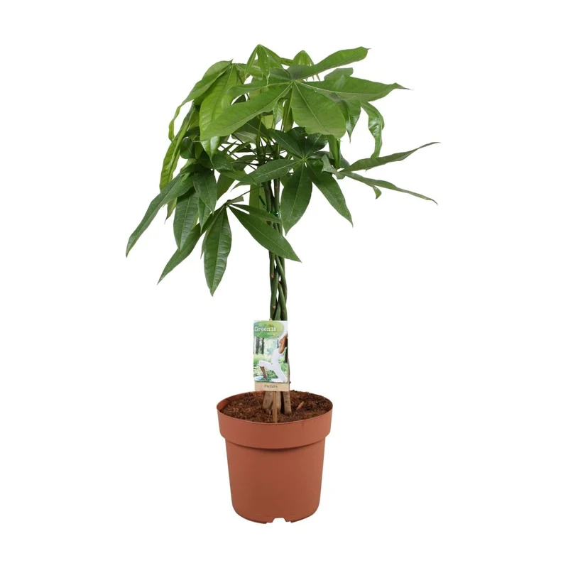 Pachira aquatica 70 cm kaufen – Glückskastanie