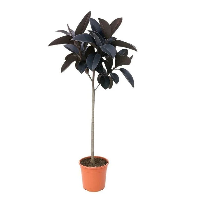 Ficus Elastica Abidjan - 120 cm