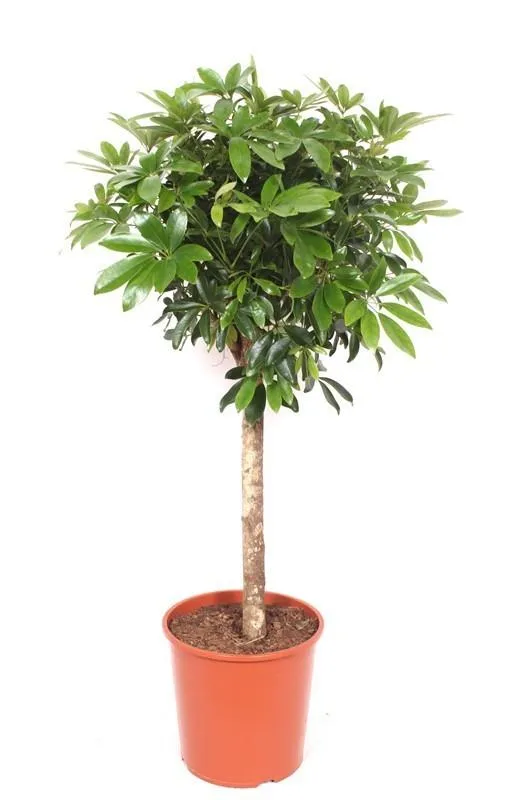 Schefflera – 150 cm - 210 cm – dekorative Strahlenaralie für Innenräume