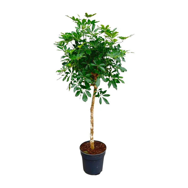 Schefflera – 150 cm - 210 cm – dekorative Strahlenaralie für Innenräume