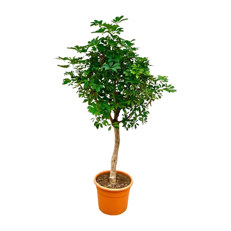 Schefflera – 150 cm - 210 cm – dekorative Strahlenaralie für Innenräume