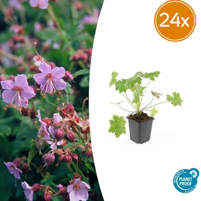 24x Balkan-Storchschnabel 'Ingwersen's Variety' kaufen – Geranium macrorrhizum | Bodendecker für trockenen Schatten