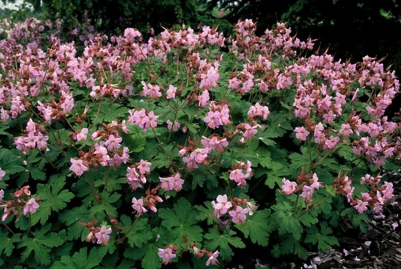 24x Balkan-Storchschnabel 'Ingwersen's Variety' kaufen – Geranium macrorrhizum | Bodendecker für trockenen Schatten