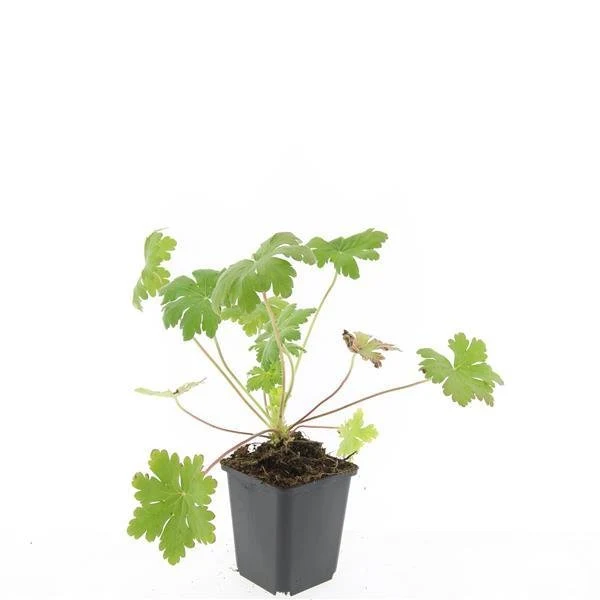 24x Balkan-Storchschnabel 'Ingwersen's Variety' kaufen – Geranium macrorrhizum | Bodendecker für trockenen Schatten