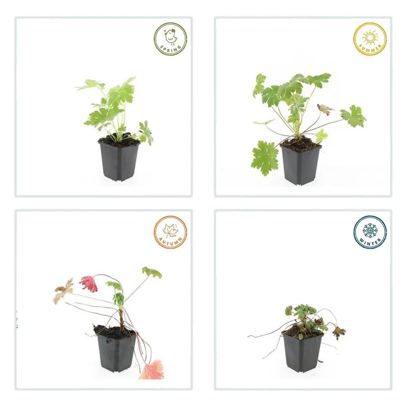 24x Balkan-Storchschnabel 'Ingwersen's Variety' kaufen – Geranium macrorrhizum | Bodendecker für trockenen Schatten