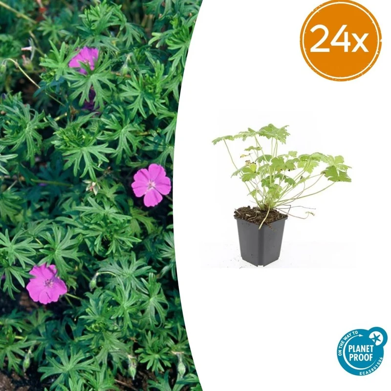 Storchschnabel 'Tiny Monster' | 24 Pflanzen – Ø9 cm Topf – Winterhart & Bodendecker