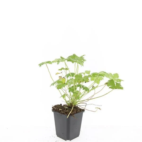 Storchschnabel 'Tiny Monster' | 24 Pflanzen – Ø9 cm Topf – Winterhart & Bodendecker