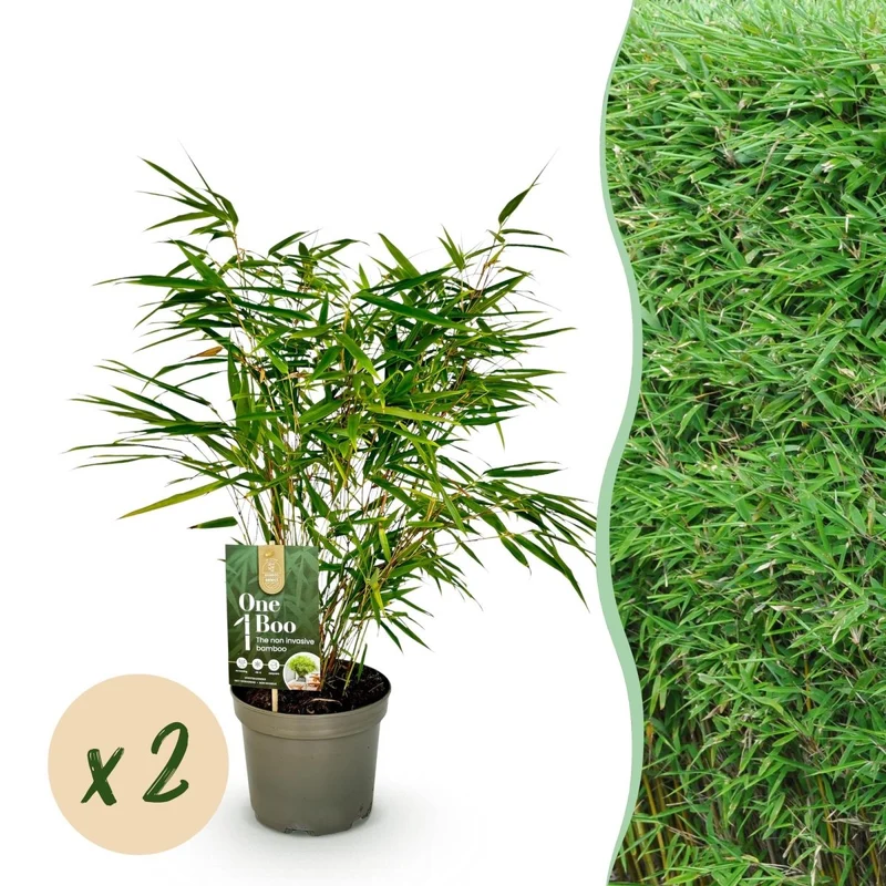 Bambus Fargesia rufa kaufen – 2 Pflanzen, 60 cm | horstbildend, ohne Rhizomsperre