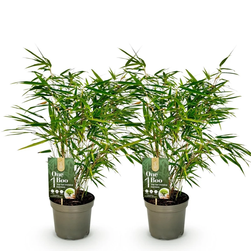 Bambus Fargesia rufa kaufen – 2 Pflanzen, 60 cm | horstbildend, ohne Rhizomsperre