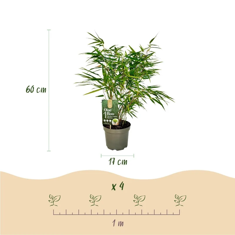 Bambus Fargesia rufa kaufen – 2 Pflanzen, 60 cm | horstbildend, ohne Rhizomsperre