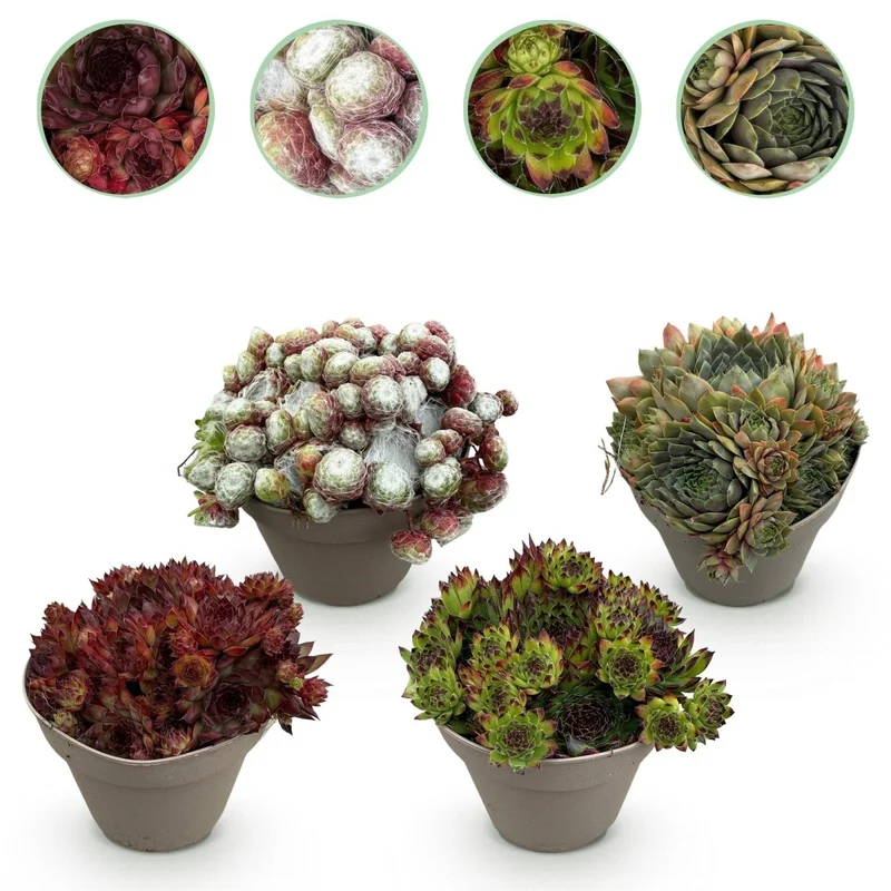 Bodendecker Sempervivum Big Sam | 4 winterharte Pflanzen – Verschiedene Farben – Pflegeleicht