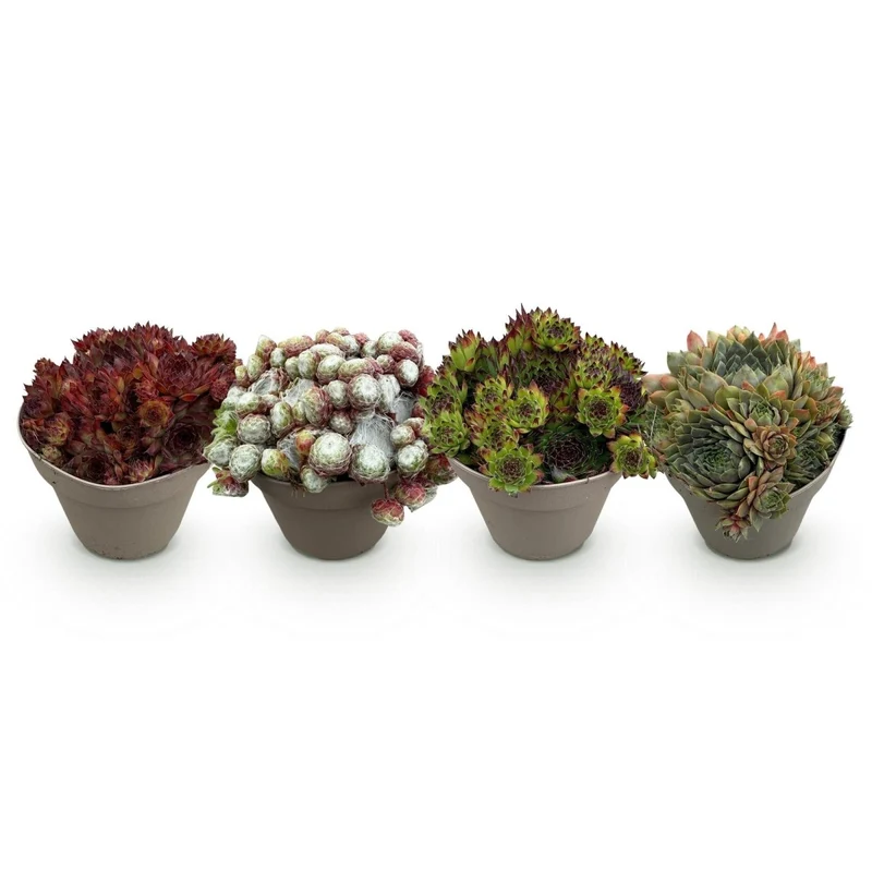 Bodendecker Sempervivum Big Sam | 4 winterharte Pflanzen – Verschiedene Farben – Pflegeleicht