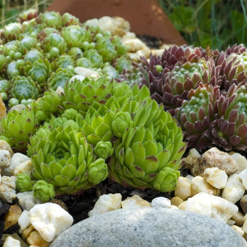 Bodendecker Sempervivum Big Sam | 4 winterharte Pflanzen – Verschiedene Farben – Pflegeleicht