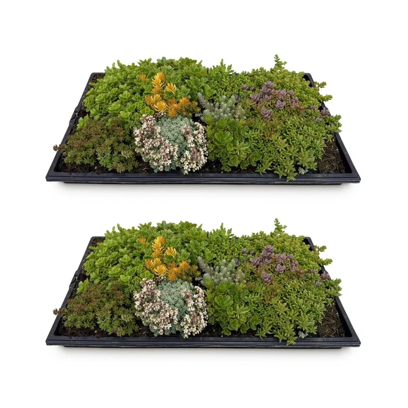 2x Bodendecker Sedummatte | Winterhart & pflegeleicht – 10 Sorten – 50×30 cm