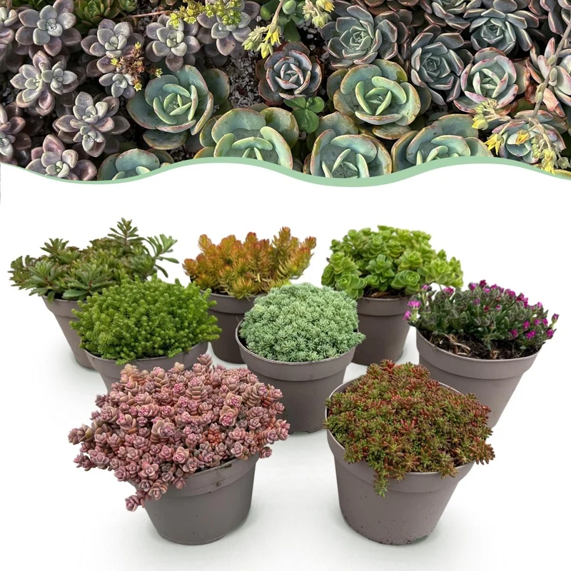 Bodendecker Alpine Mix | 8 winterharte Pflanzen – Verschiedene Farben – Pflegeleicht