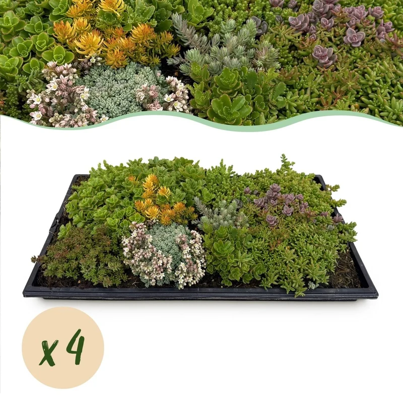 4x Bodendecker Sedummatte | Winterhart & pflegeleicht – 10 Sorten – 50×30 cm