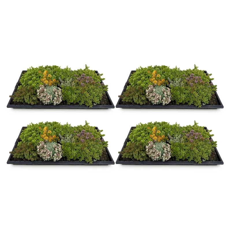 4x Bodendecker Sedummatte | Winterhart & pflegeleicht – 10 Sorten – 50×30 cm