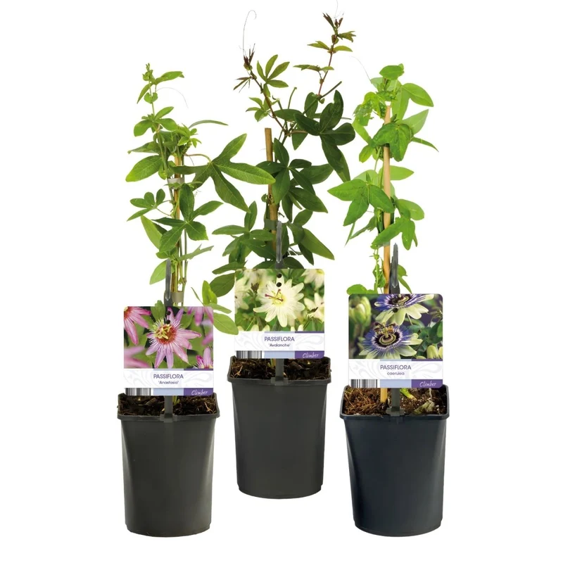 Passionsblume Passiflora Tricolour | Rosa-Weiß-Lila Blüten – 3 Pflanzen 40 cm Ø11 cm Topf