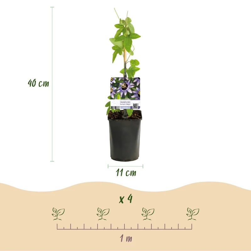 Passionsblume Passiflora Tricolour | Rosa-Weiß-Lila Blüten – 3 Pflanzen 40 cm Ø11 cm Topf