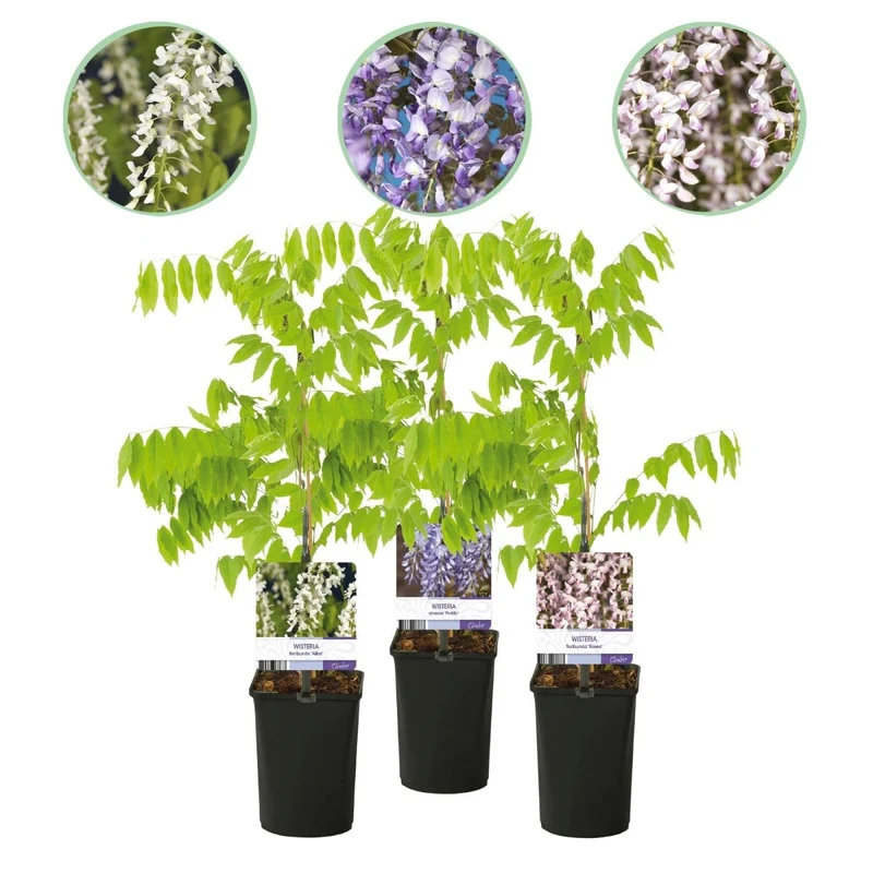 Blauregen Wisteria floribunda Tricolour | 3 Pflanzen Blau, Rosa & Weiß – Kletterpflanze