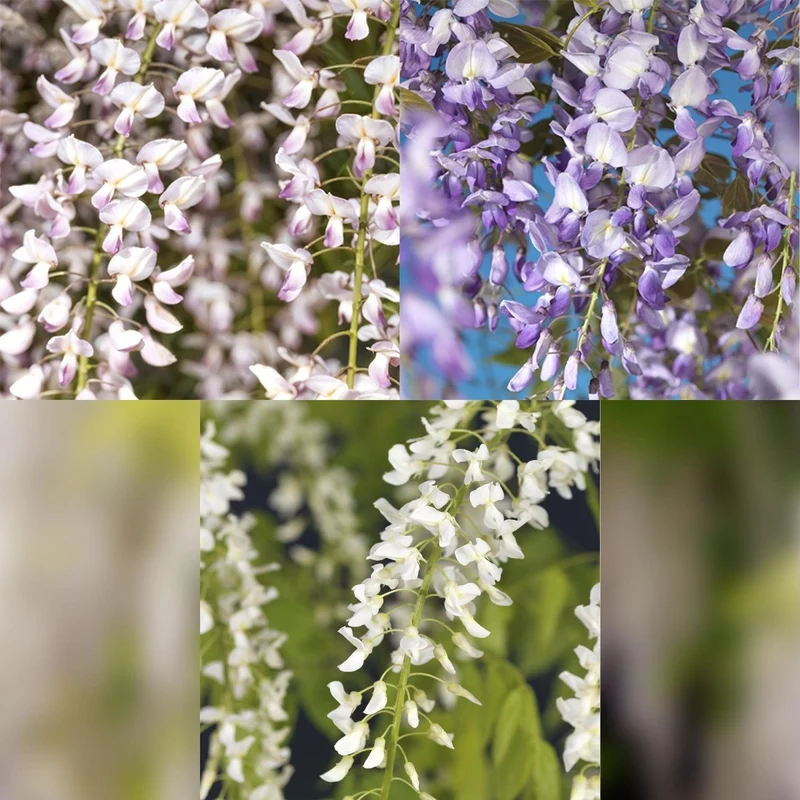 Blauregen Wisteria floribunda Tricolour | 3 Pflanzen Blau, Rosa & Weiß – Kletterpflanze
