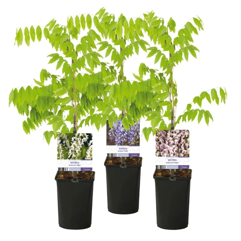 Blauregen Wisteria floribunda Tricolour | 3 Pflanzen Blau, Rosa & Weiß – Kletterpflanze