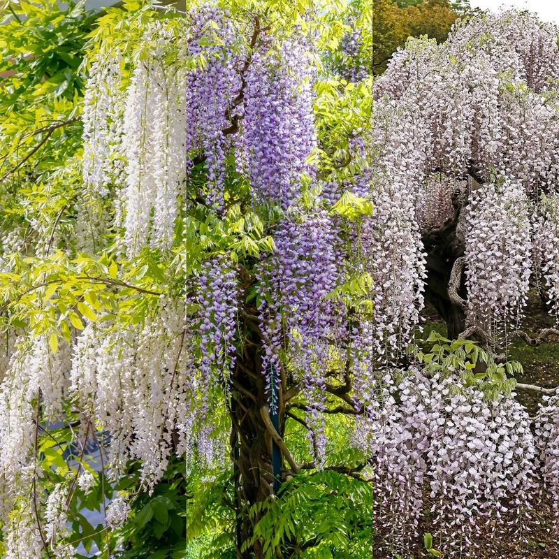 Blauregen Wisteria floribunda Tricolour | 3 Pflanzen Blau, Rosa & Weiß – Kletterpflanze