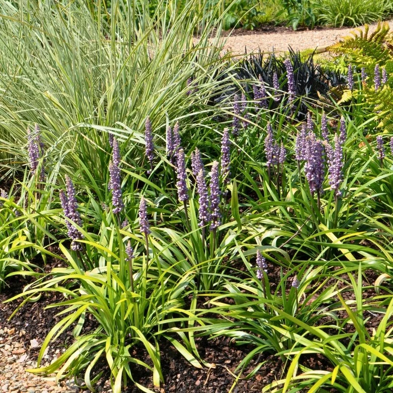 Liriope muscari 'Ingwersen' – 6er-Set | Immergrün & schattenverträglich