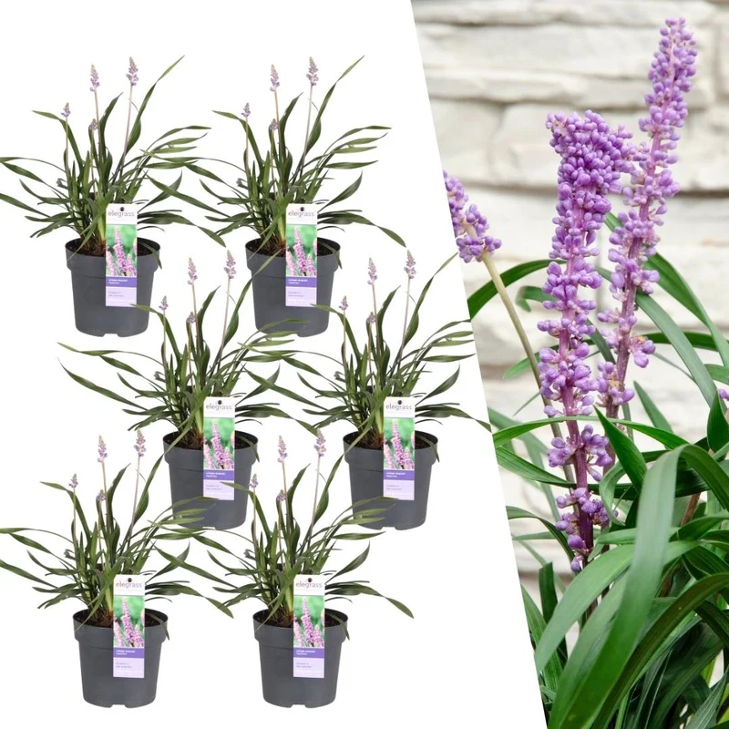 Liriope muscari 'Ingwersen' – 6er-Set | Immergrün & schattenverträglich
