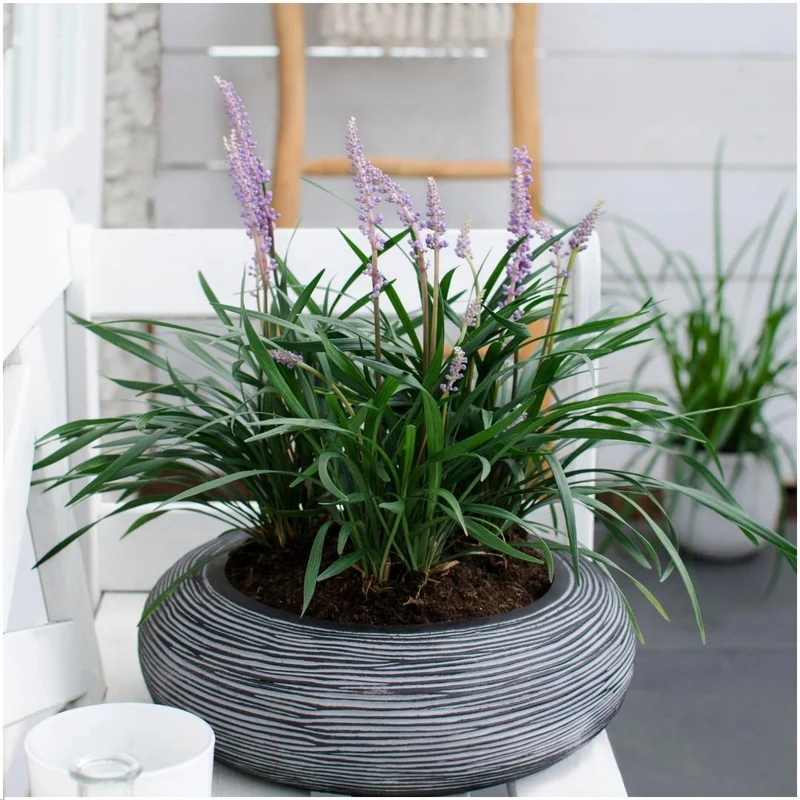 Liriope muscari 'Ingwersen' – 6er-Set | Immergrün & schattenverträglich