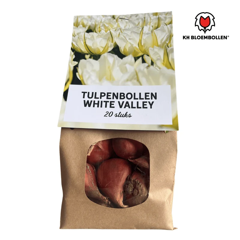 White Valley Tulpen – 20 Zwiebeln | Weiße gefüllte Blüten