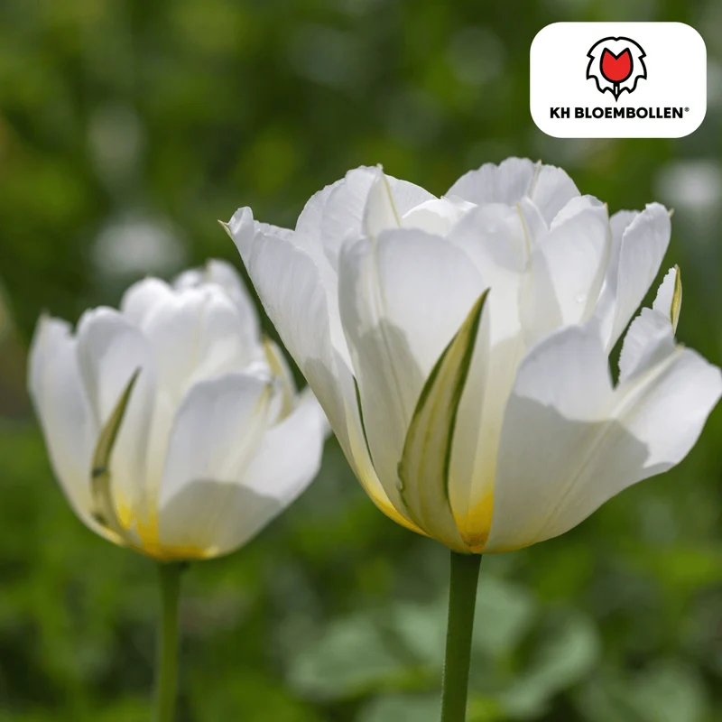 White Valley Tulpen – 20 Zwiebeln | Weiße gefüllte Blüten