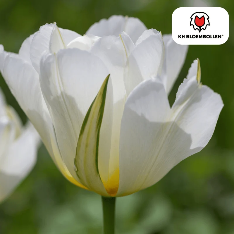 White Valley Tulpen – 20 Zwiebeln | Weiße gefüllte Blüten