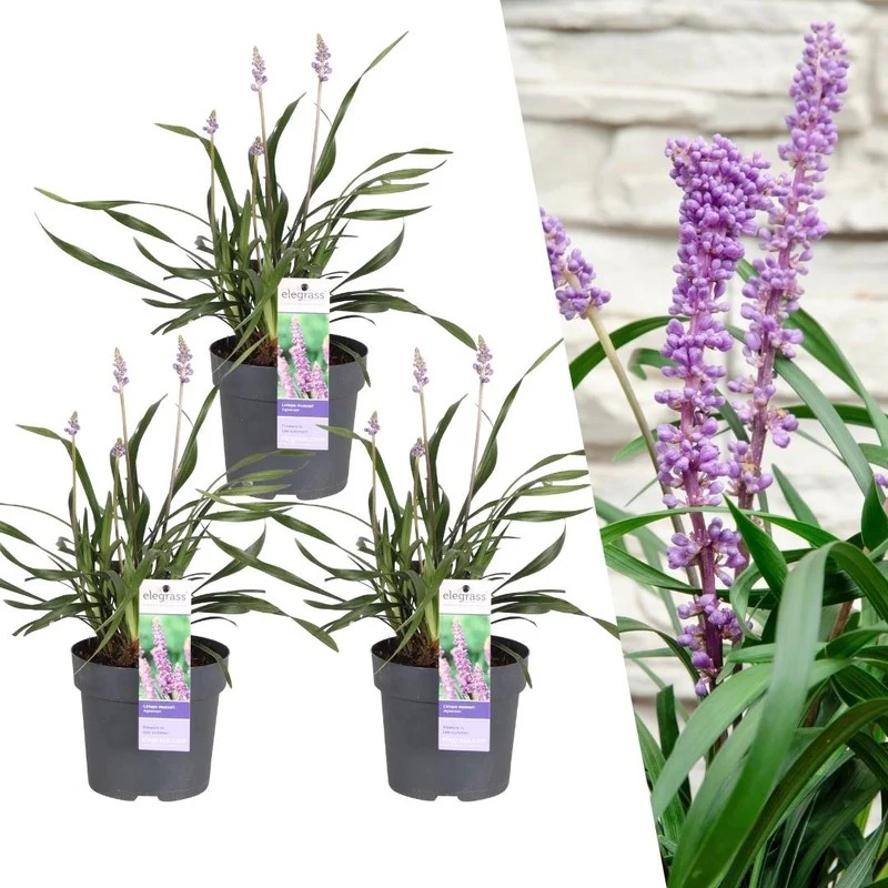 Lilientraube kaufen – Liriope muscari 'Ingwersen' – 3er-Set | Immergrün & schattenverträglich