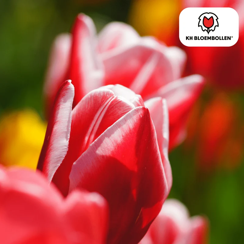 Candy Apple Delight Tulpen – 20 Zwiebeln | Rot-Weiße Frühlingspracht