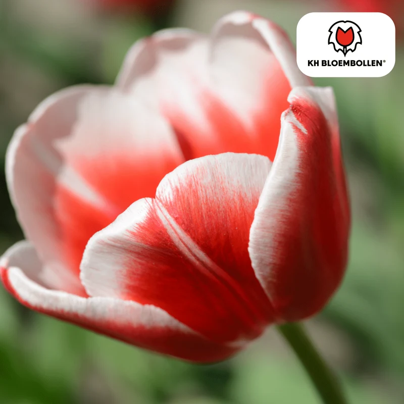 Candy Apple Delight Tulpen – 20 Zwiebeln | Rot-Weiße Frühlingspracht