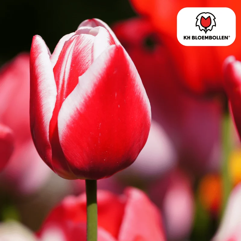 Candy Apple Delight Tulpen – 20 Zwiebeln | Rot-Weiße Frühlingspracht