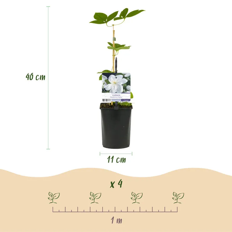 Clematis Madame Le Coultre - blühend weiß - Wenig Pflege - 2 Pflanzen - Topf 11cm Höhe 40cm