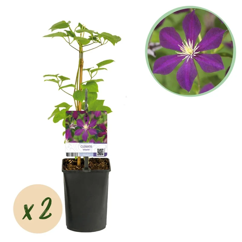 Clematis Mikelite - Blüte Lila - Wenig Pflege - 2 Pflanzen - Topf 11cm Höhe 40cm