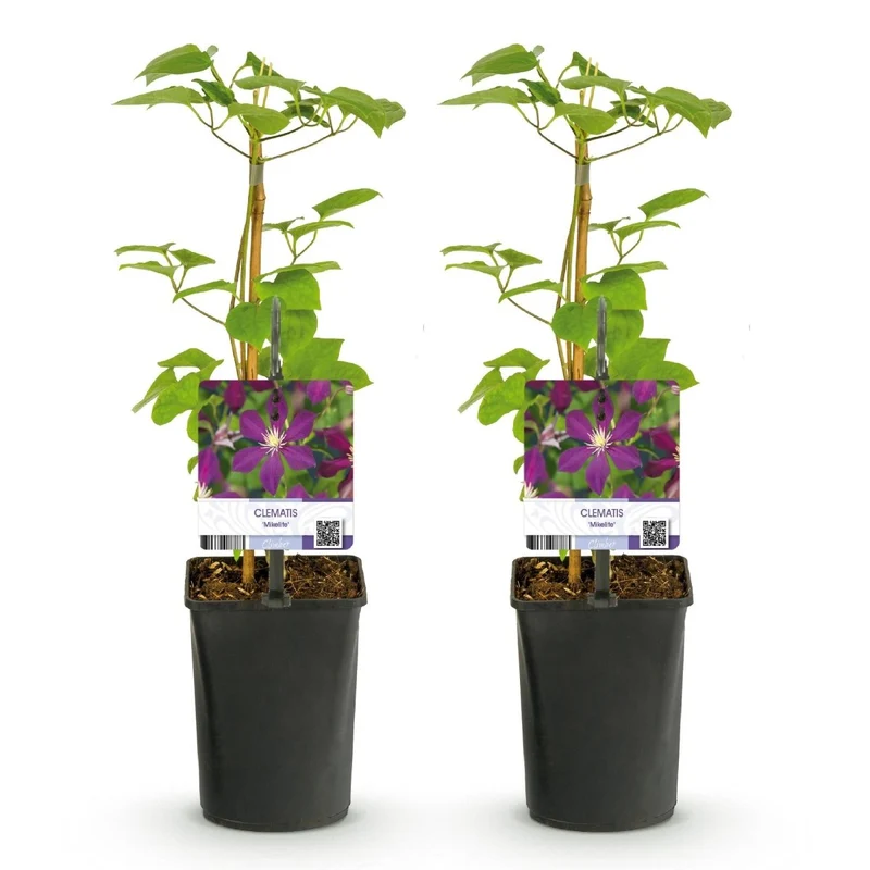 Clematis Mikelite - Blüte Lila - Wenig Pflege - 2 Pflanzen - Topf 11cm Höhe 40cm
