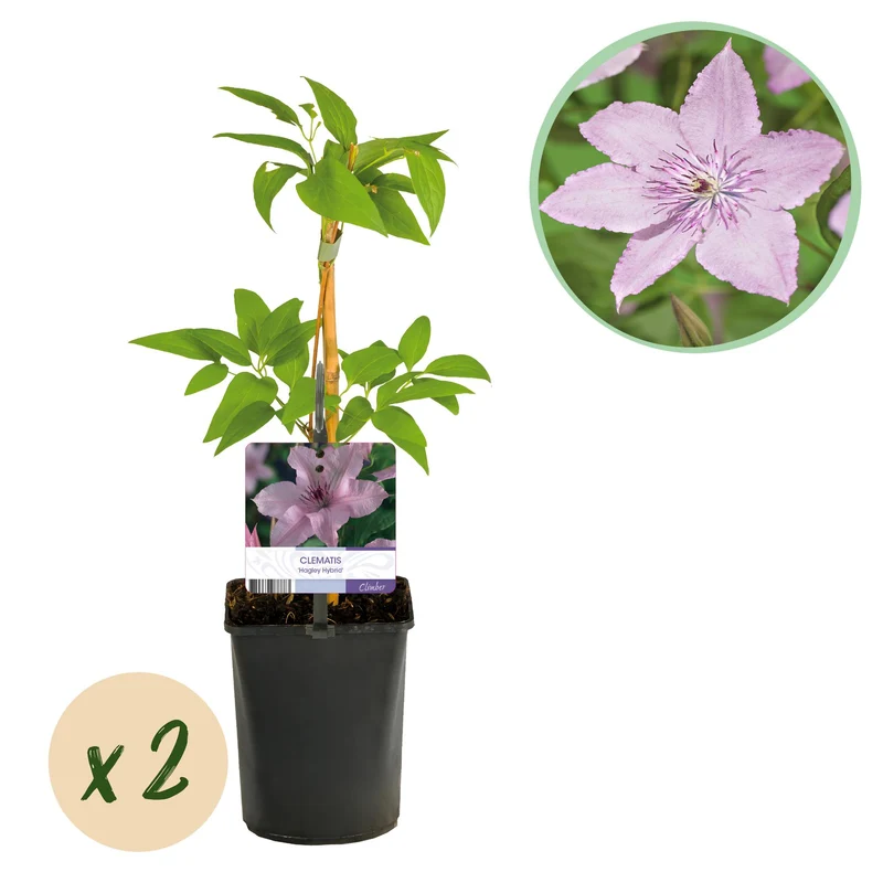 Clematis Hagley Hybrid - Blüte Rosa - Wenig Pflege - 2 Pflanzen - Topf 11cm Höhe 40cm
