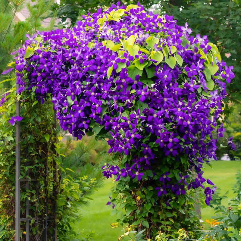 Clematis 'Jackmanii' kaufen – 2 Pflanzen | Violettblau, Blüte Juli–September